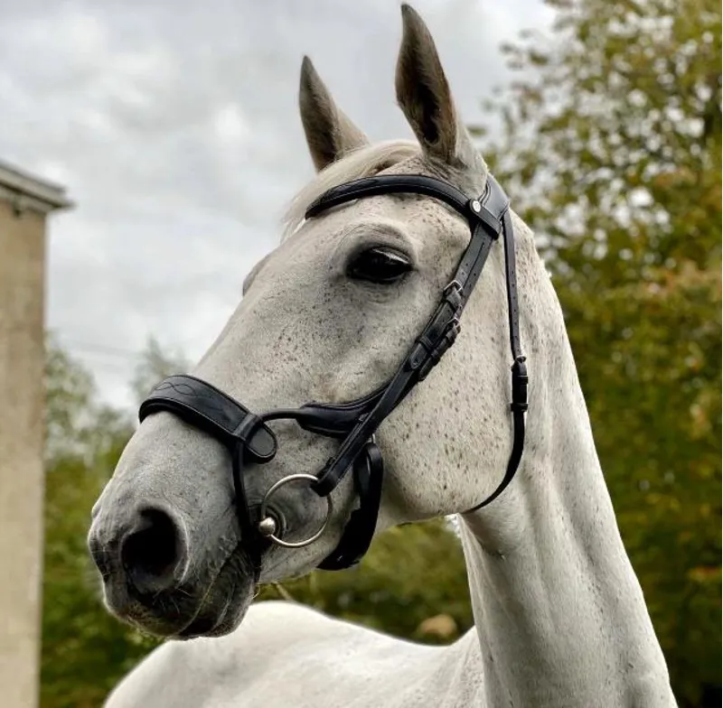 Eco Rider Freedom Jump Bridle Blk COB-2